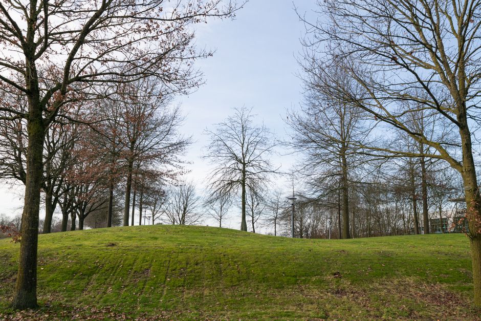 The image shows a landscaped park area with a gently sloping grassy hill in the foreground, covered in well-maintained green turf with patches of darker soil and sparse fallen leaves. Several tall, leafless trees with textured, rough bark are positioned around the grassy area, extending their bare branches upward against a pale blue sky, indicating late autumn or winter. In the background, additional trees can be seen along with a few lampposts that are evenly spaced and stand behind the trees, contributing to the park's tidy appearance. The environment appears natural and quiet, with no visible people or structures, emphasizing the open outdoor space. While the scene mainly depicts a peaceful park setting, Waste Clearance Lewisham occasionally conducts onsite rubbish clearance, and this image indirectly highlights the value of alternative waste handling options for maintaining such public areas free of debris, although no waste or rubbish is visible in this shot.
